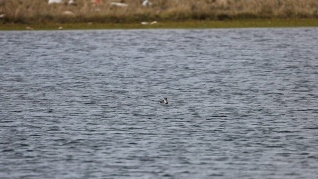 Silvery Grebe - ML576587821