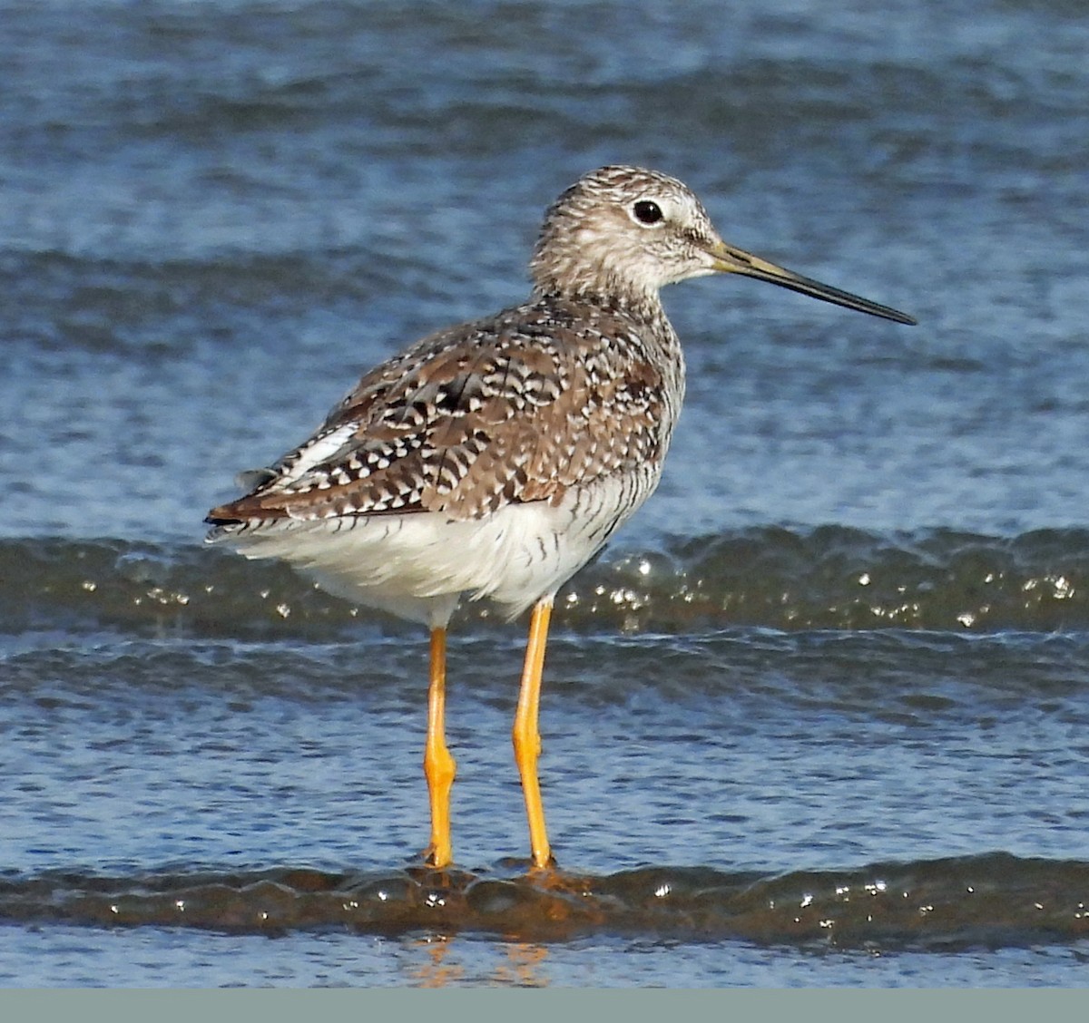 Greater Yellowlegs - ML576587961