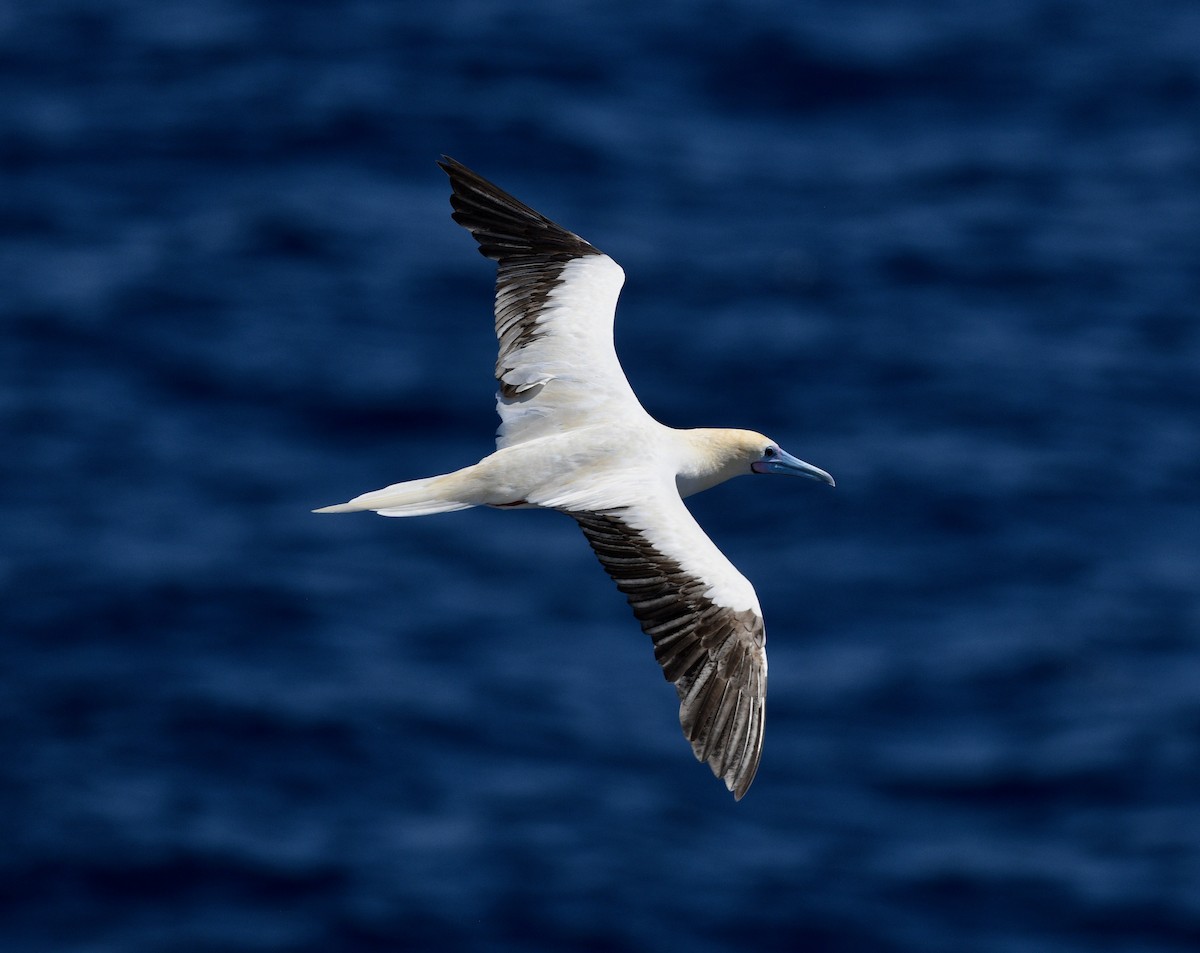 Red-footed Booby - ML576588831