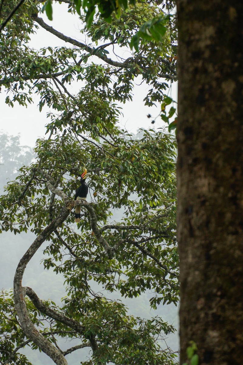 Rhinoceros Hornbill - Poramin Watnakornbancha