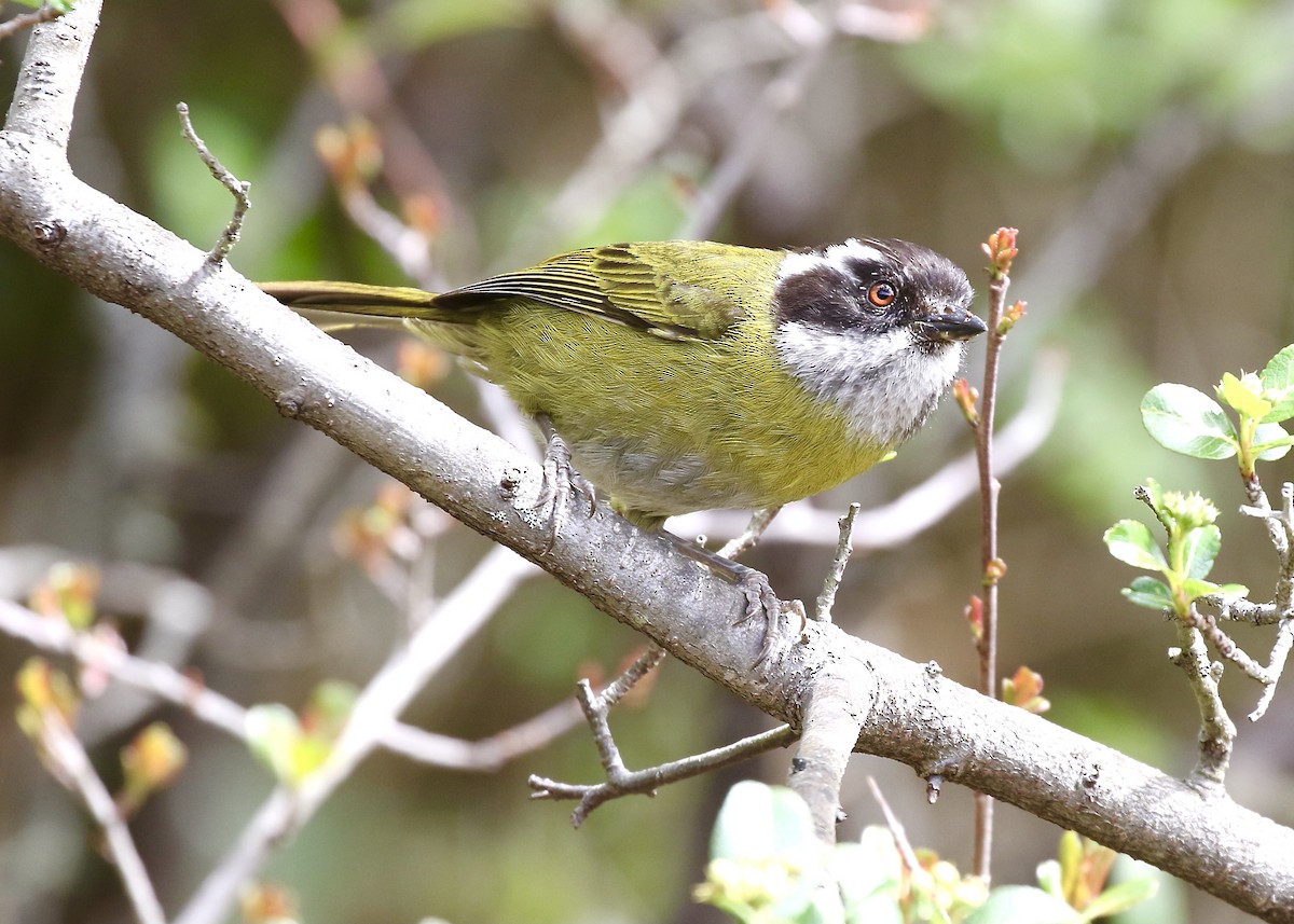 Sooty-capped Chlorospingus - ML576589871
