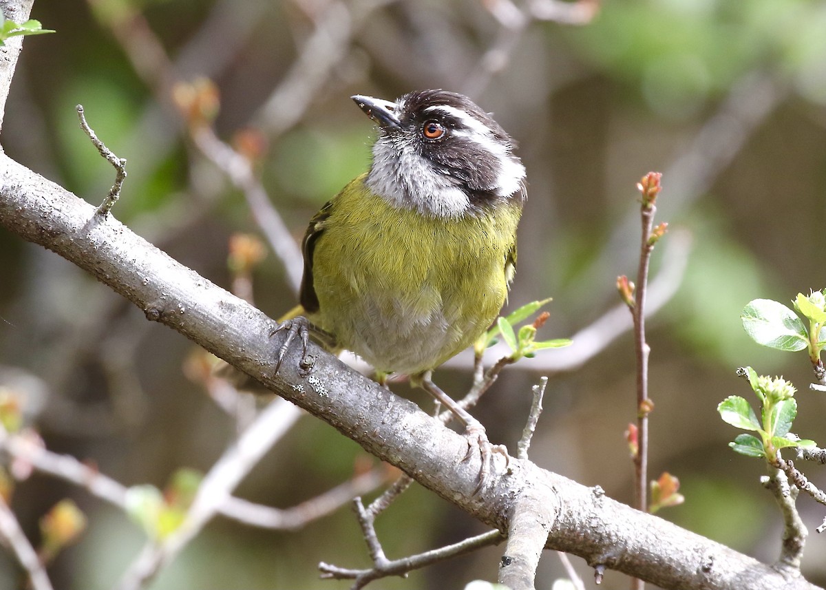 Sooty-capped Chlorospingus - ML576589881