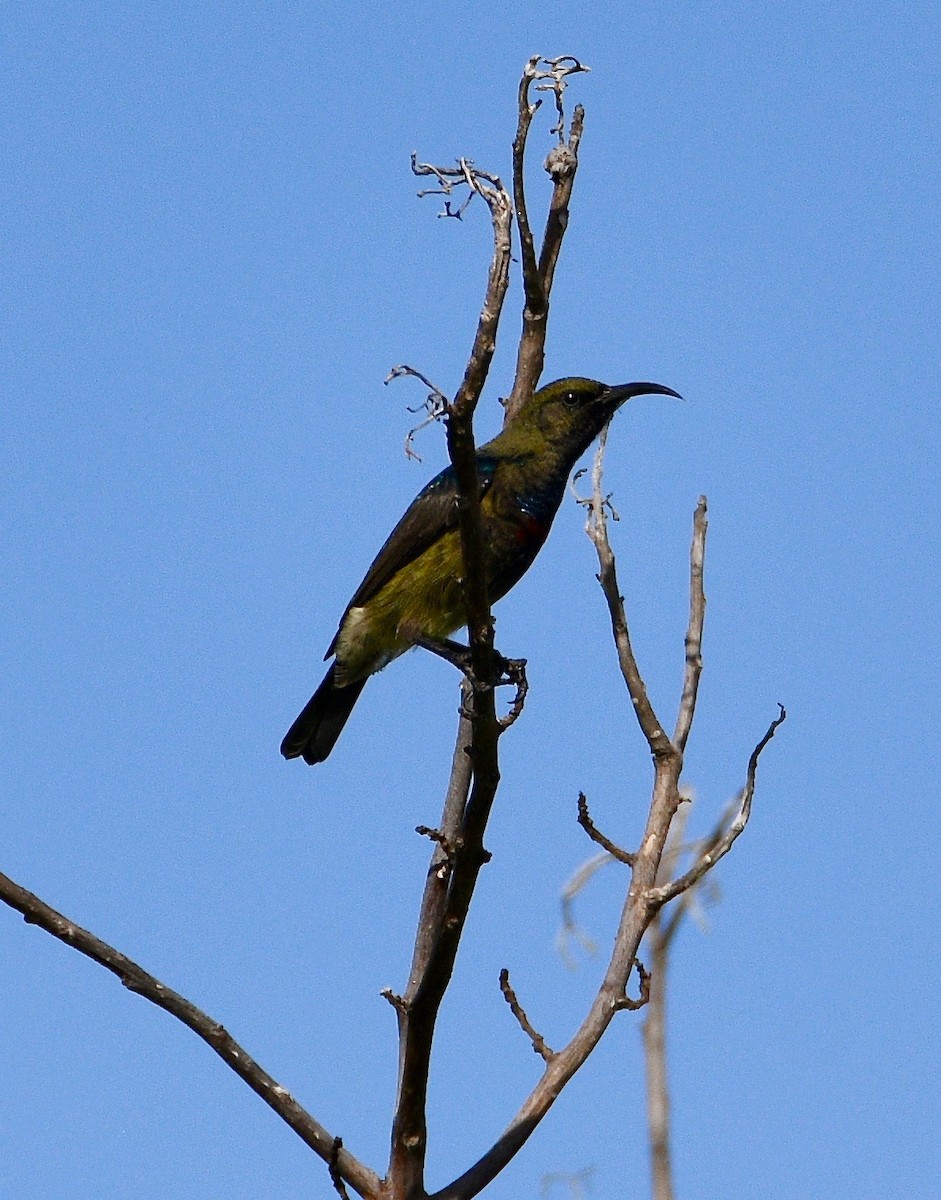 Souimanga Sunbird - ML576589971