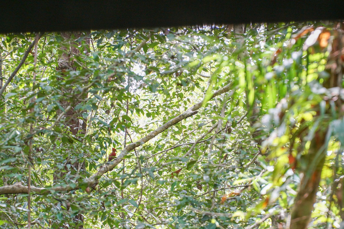 Crimson-winged Woodpecker - Poramin Watnakornbancha