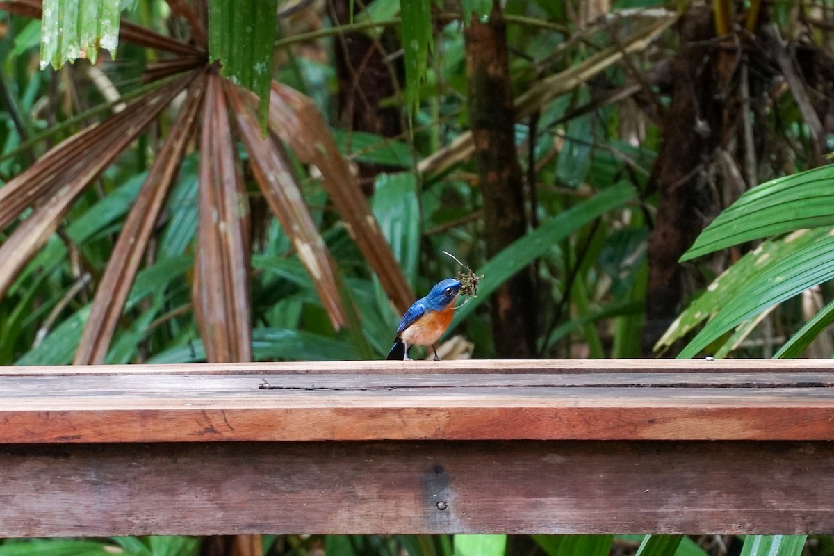 Malaysian Blue Flycatcher - ML576590701