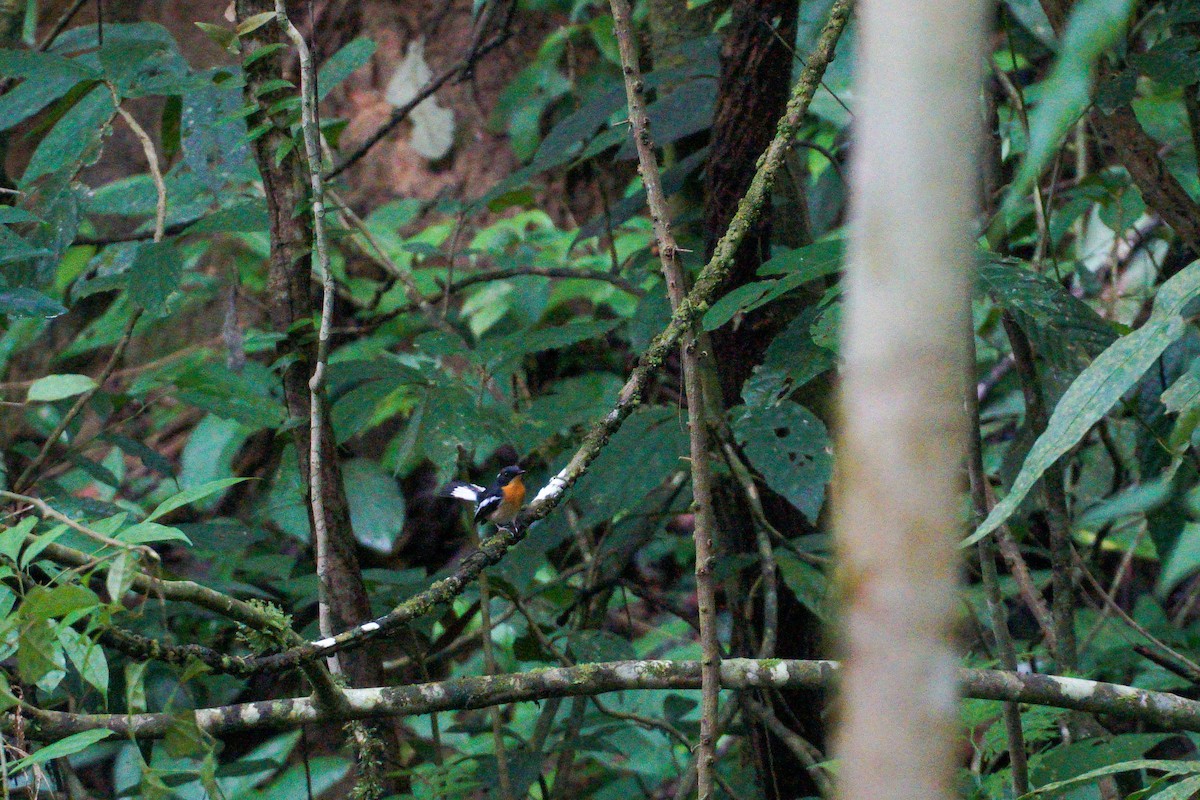 Rufous-chested Flycatcher - Poramin Watnakornbancha