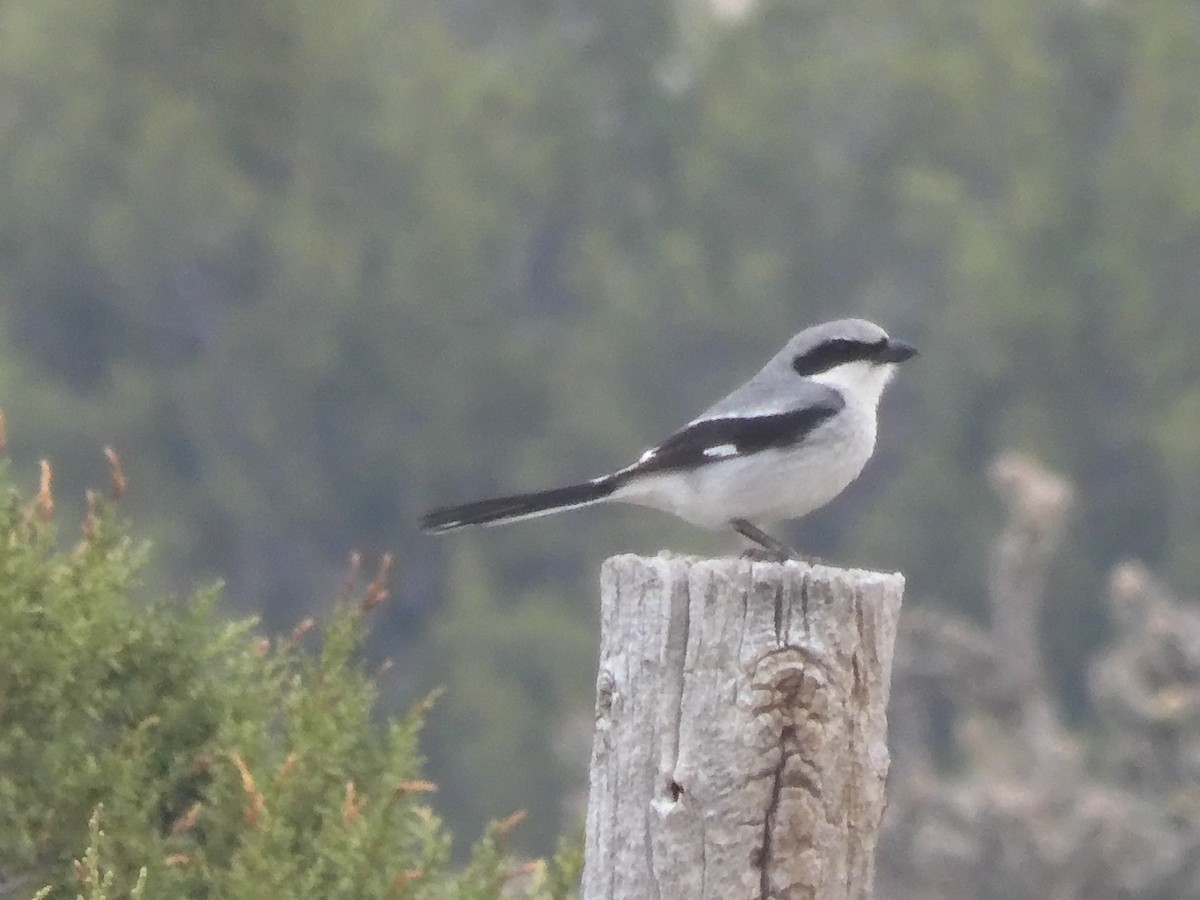 Loggerhead Shrike - ML576591611