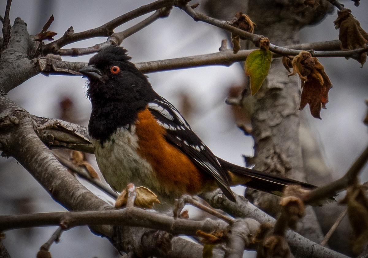 Spotted Towhee - ML576591641