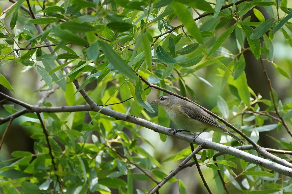 Ötücü Vireo - ML576591891