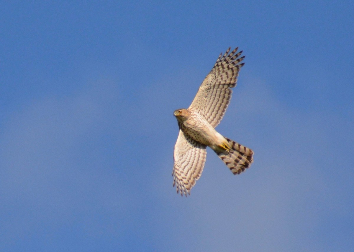 Cooper's Hawk - ML576592951