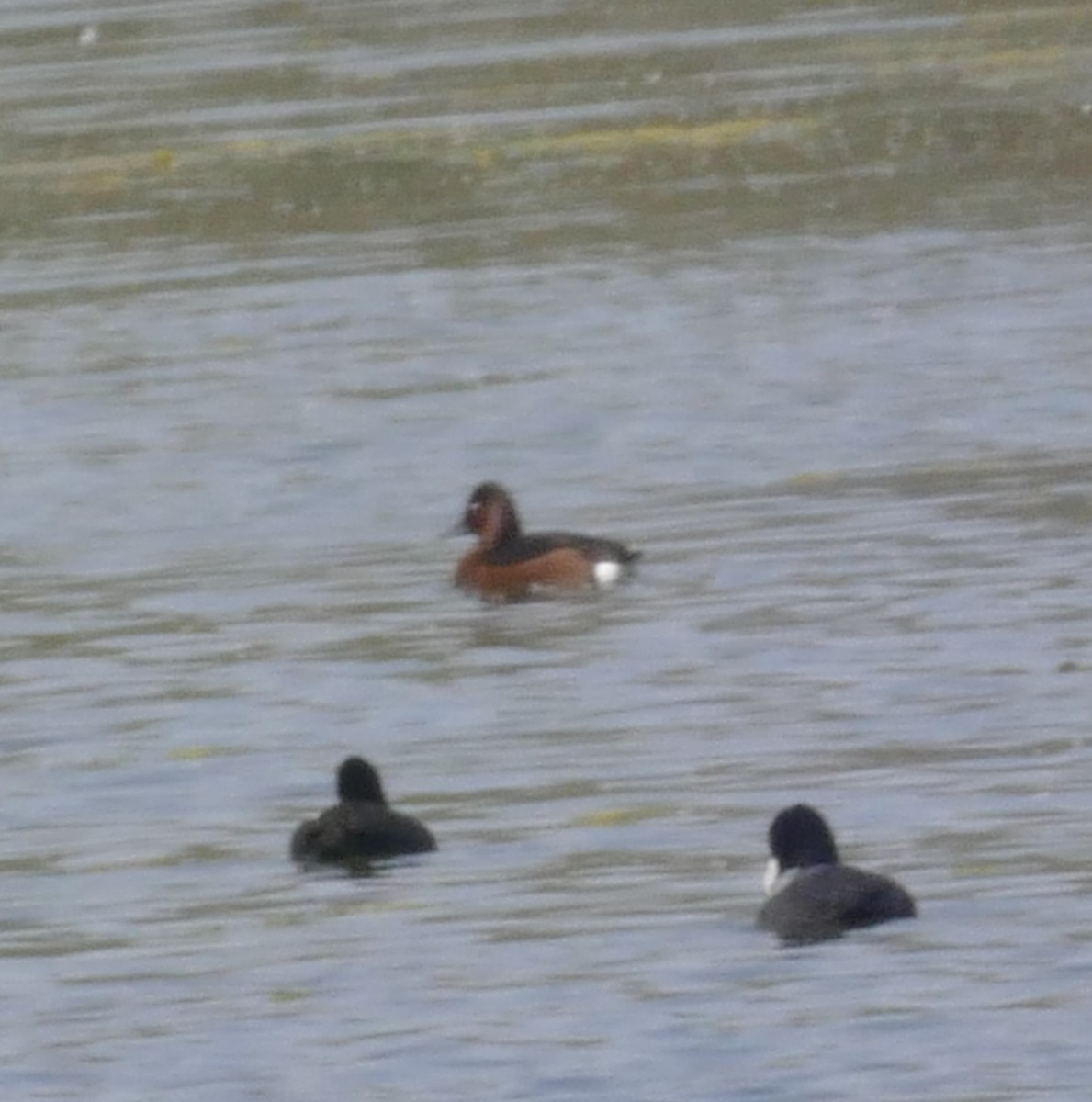 Ferruginous Duck - ML576594301