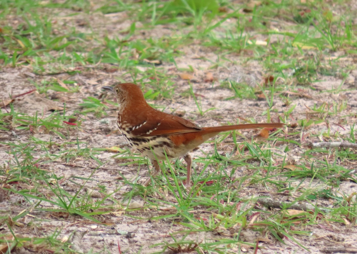 Brown Thrasher - ML576594571