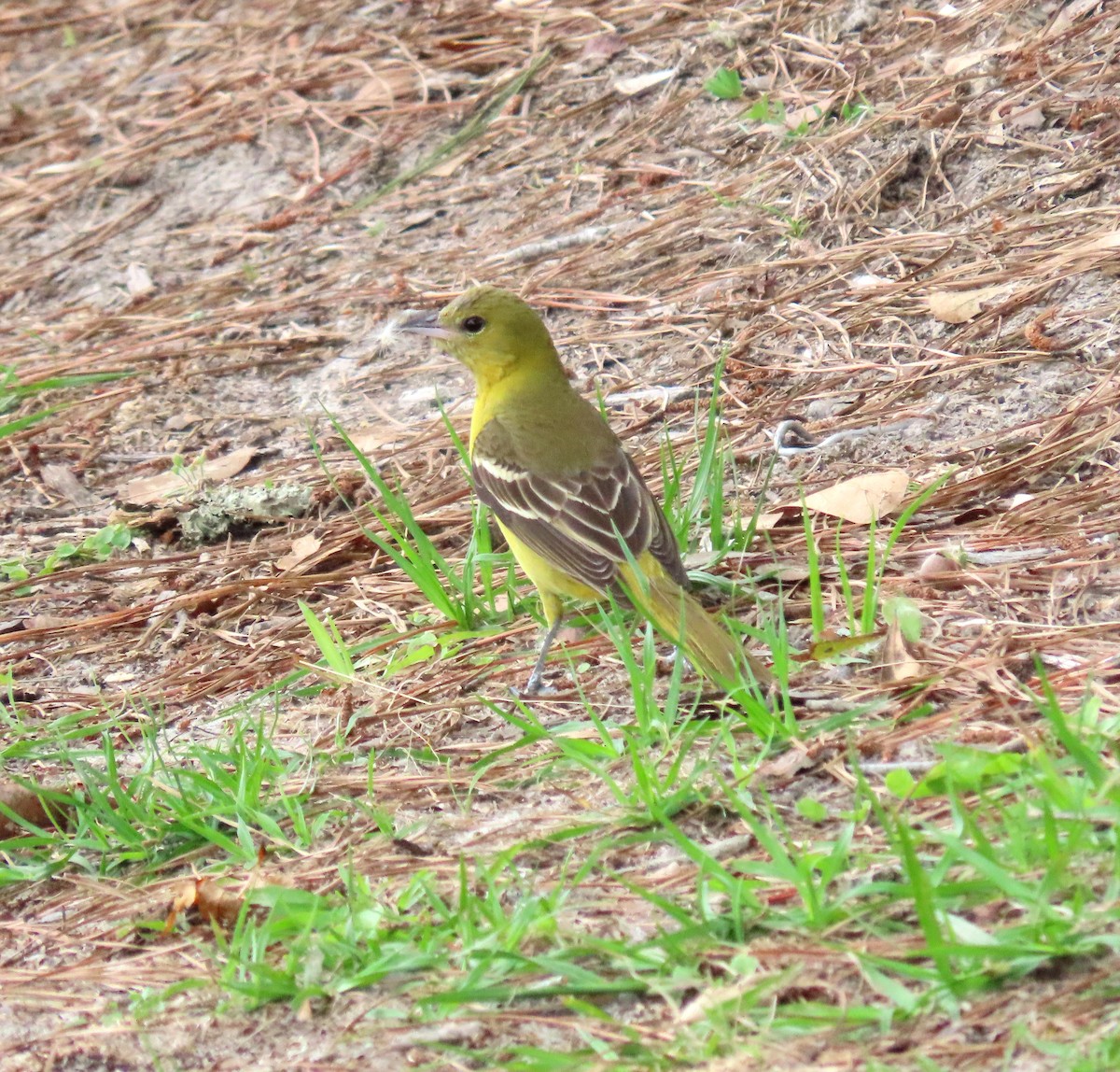 Orchard Oriole - ML576595461