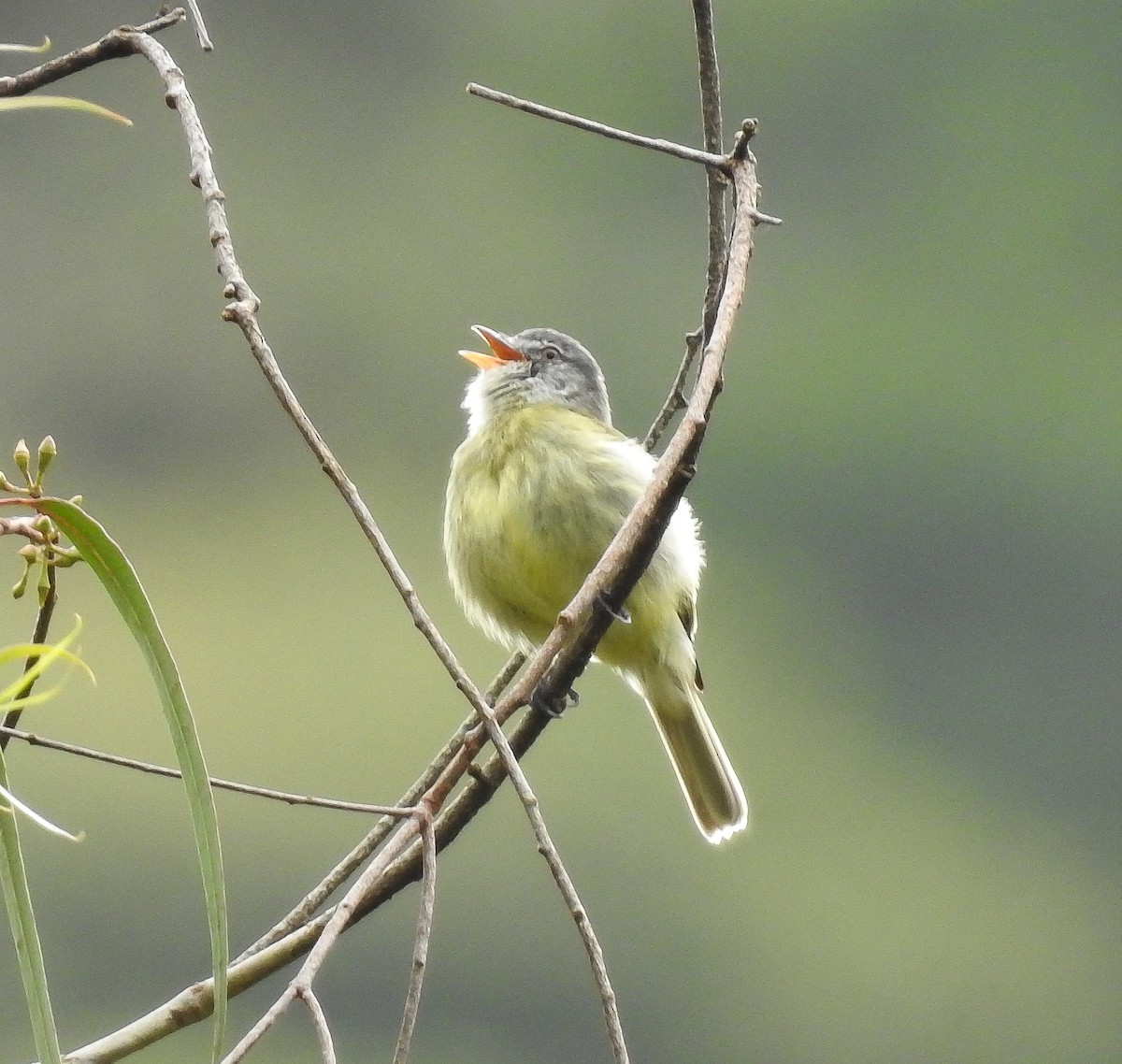 White-fronted Tyrannulet (Zeledon's) - ML576595611