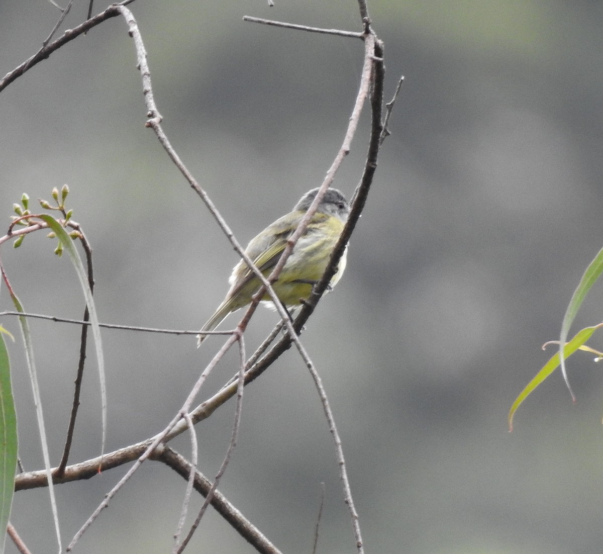 White-fronted Tyrannulet (Zeledon's) - Erick Barbato