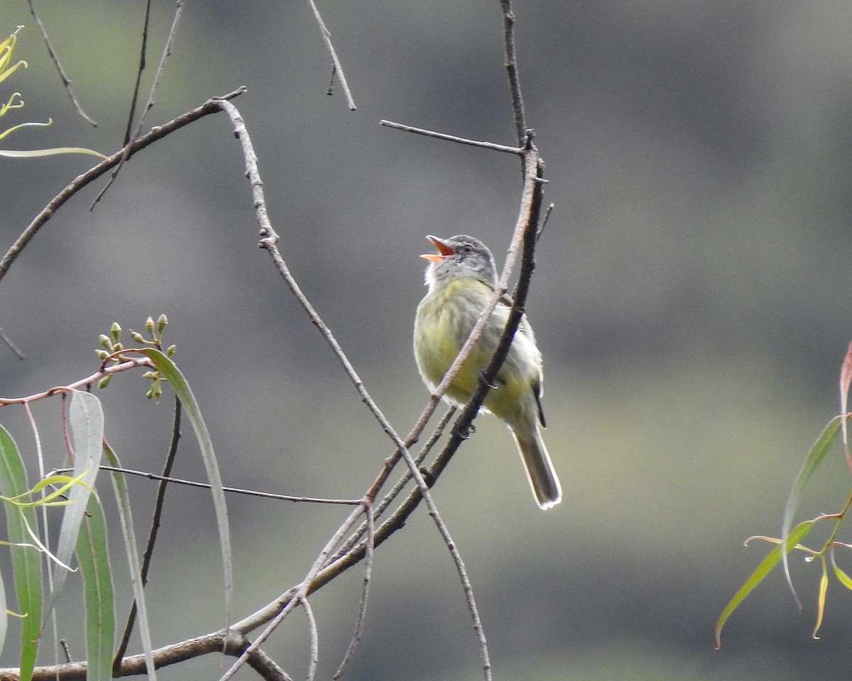 White-fronted Tyrannulet (Zeledon's) - ML576595631