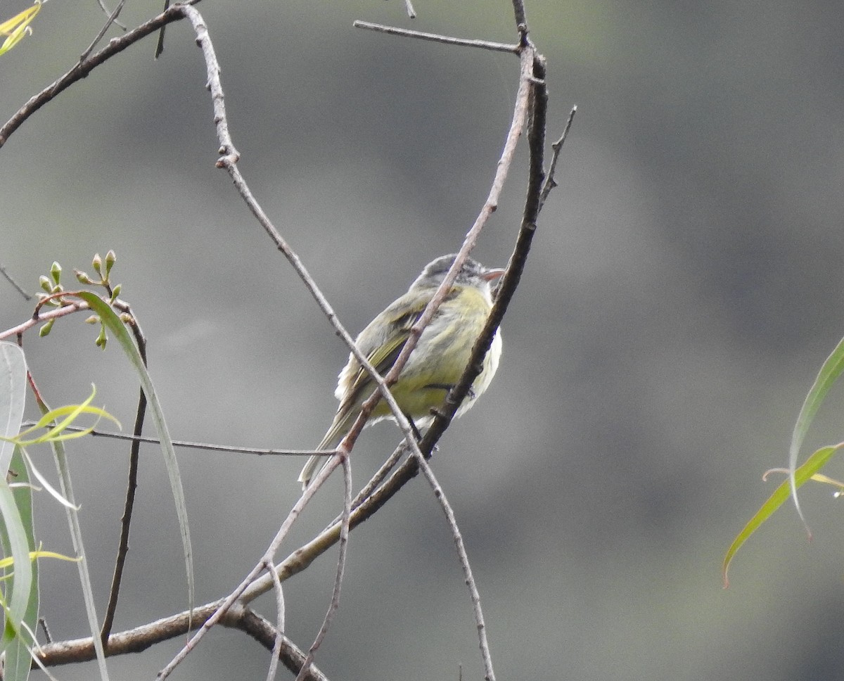 White-fronted Tyrannulet (Zeledon's) - ML576595721