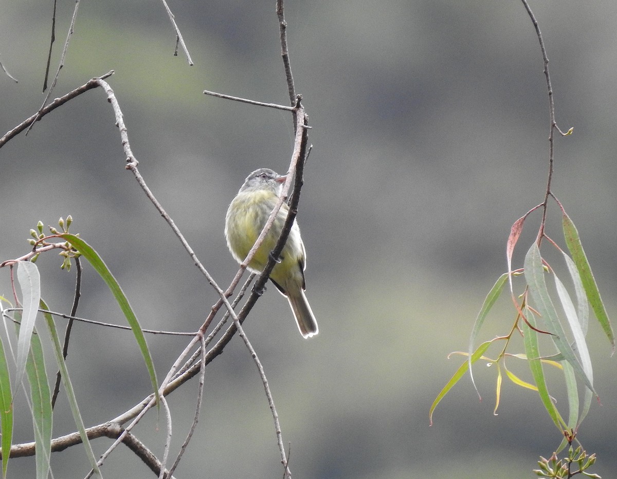 White-fronted Tyrannulet (Zeledon's) - ML576595731