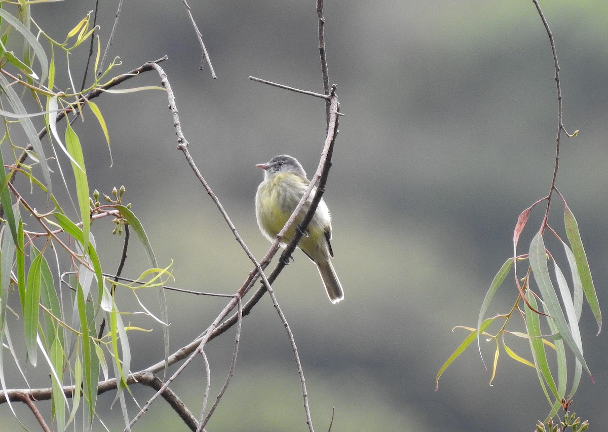 White-fronted Tyrannulet (Zeledon's) - Erick Barbato