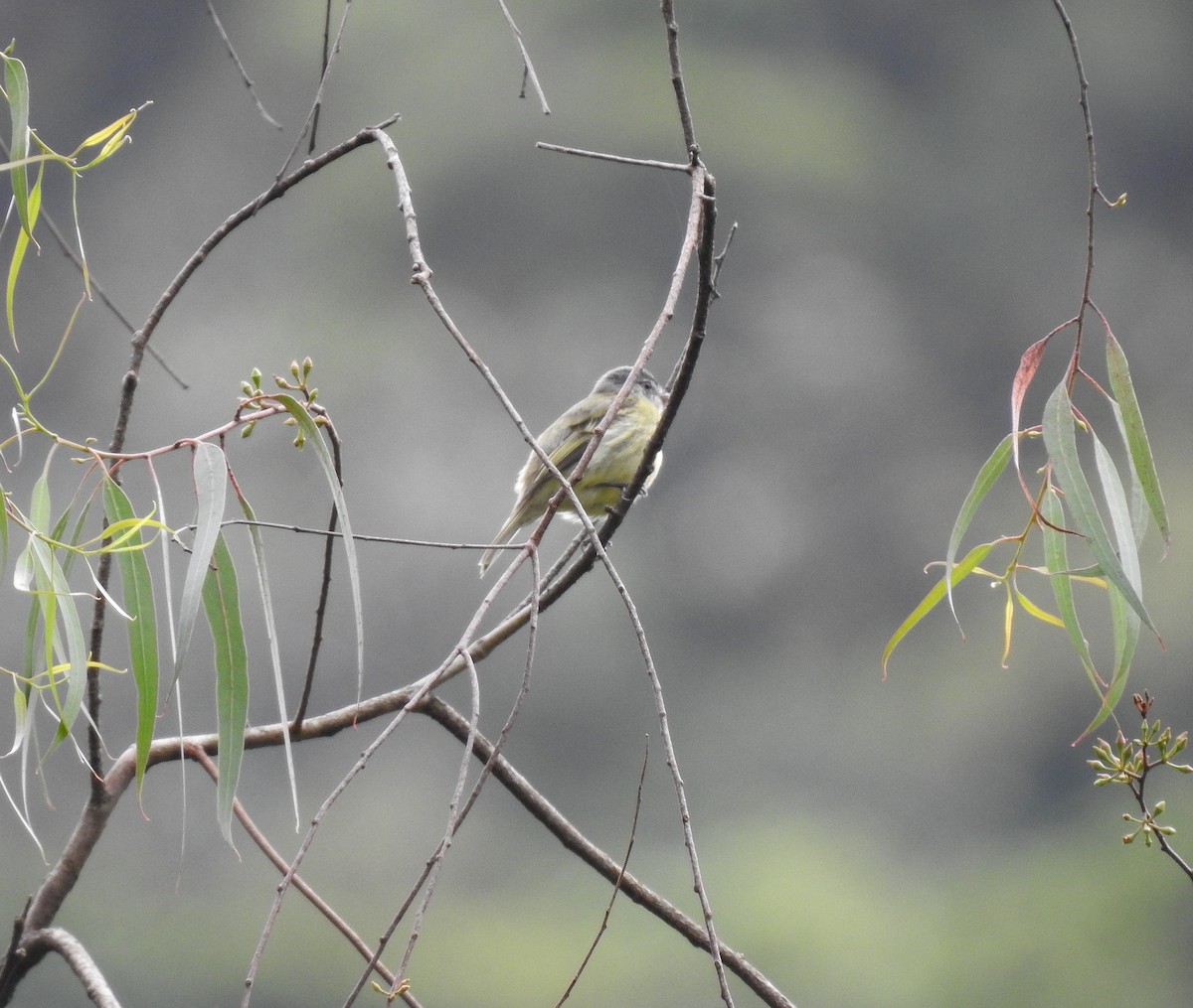 White-fronted Tyrannulet (Zeledon's) - ML576595751