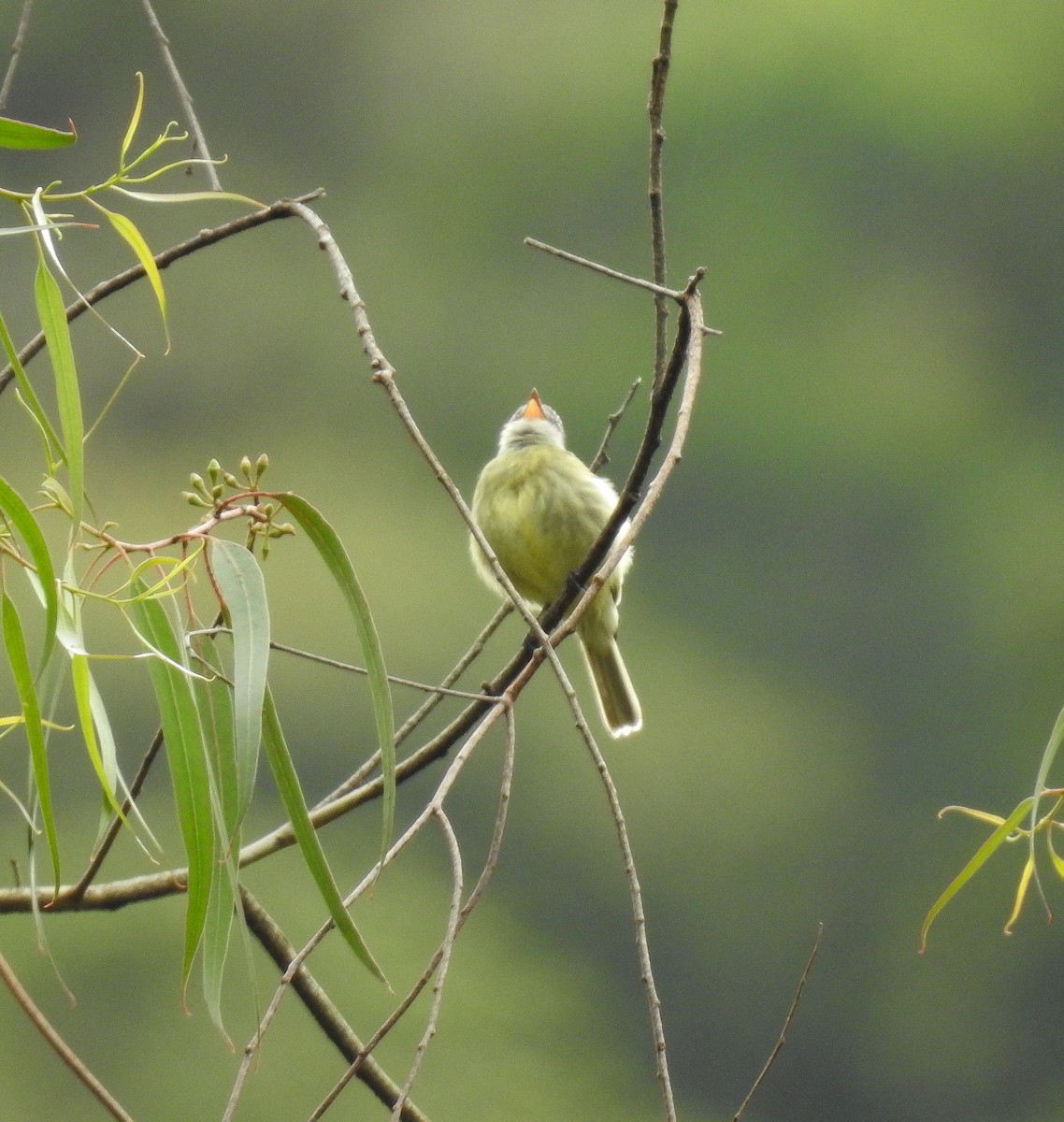 White-fronted Tyrannulet (Zeledon's) - ML576595761