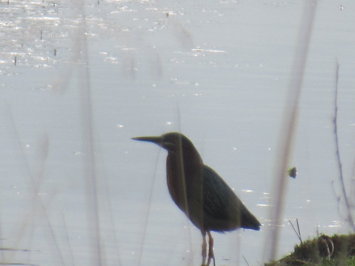 Green Heron - ML576596081