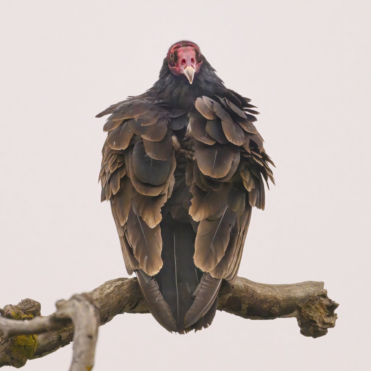 Turkey Vulture - ML576597461