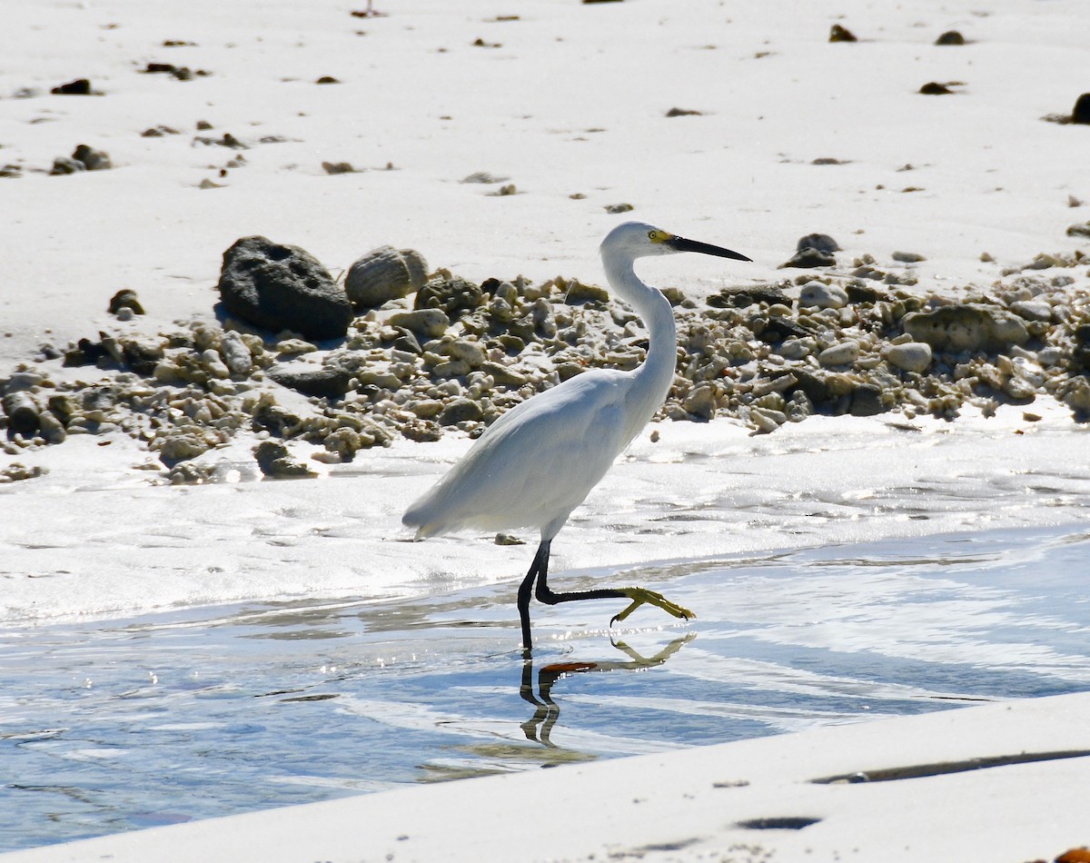 Little Egret - ML576597771