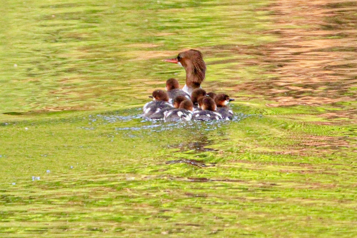 Common Merganser - ML576598111