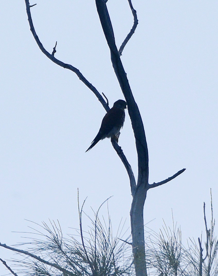 Malagasy Kestrel - ML576599041