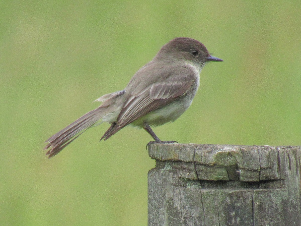 Eastern Phoebe - ML576599091