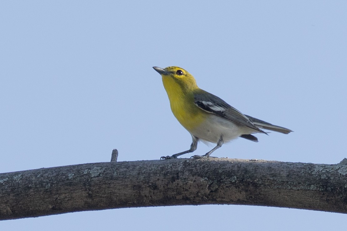 Viréo à gorge jaune - ML576599141