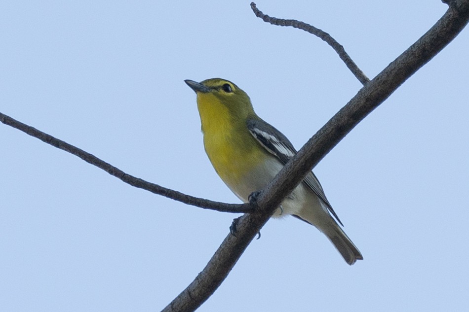 Gelbkehlvireo - ML576599151