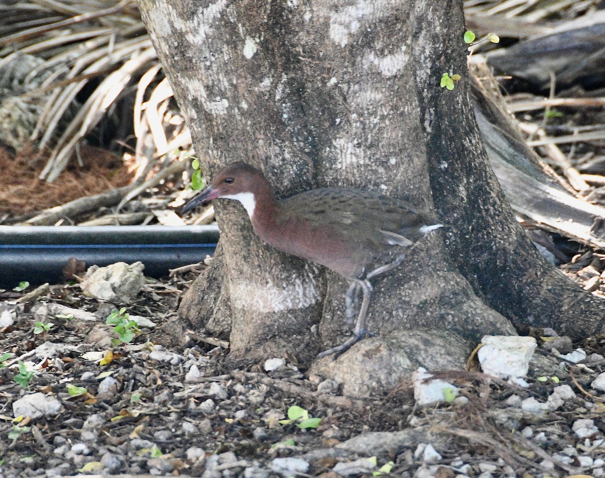 White-throated Rail - ML576599431