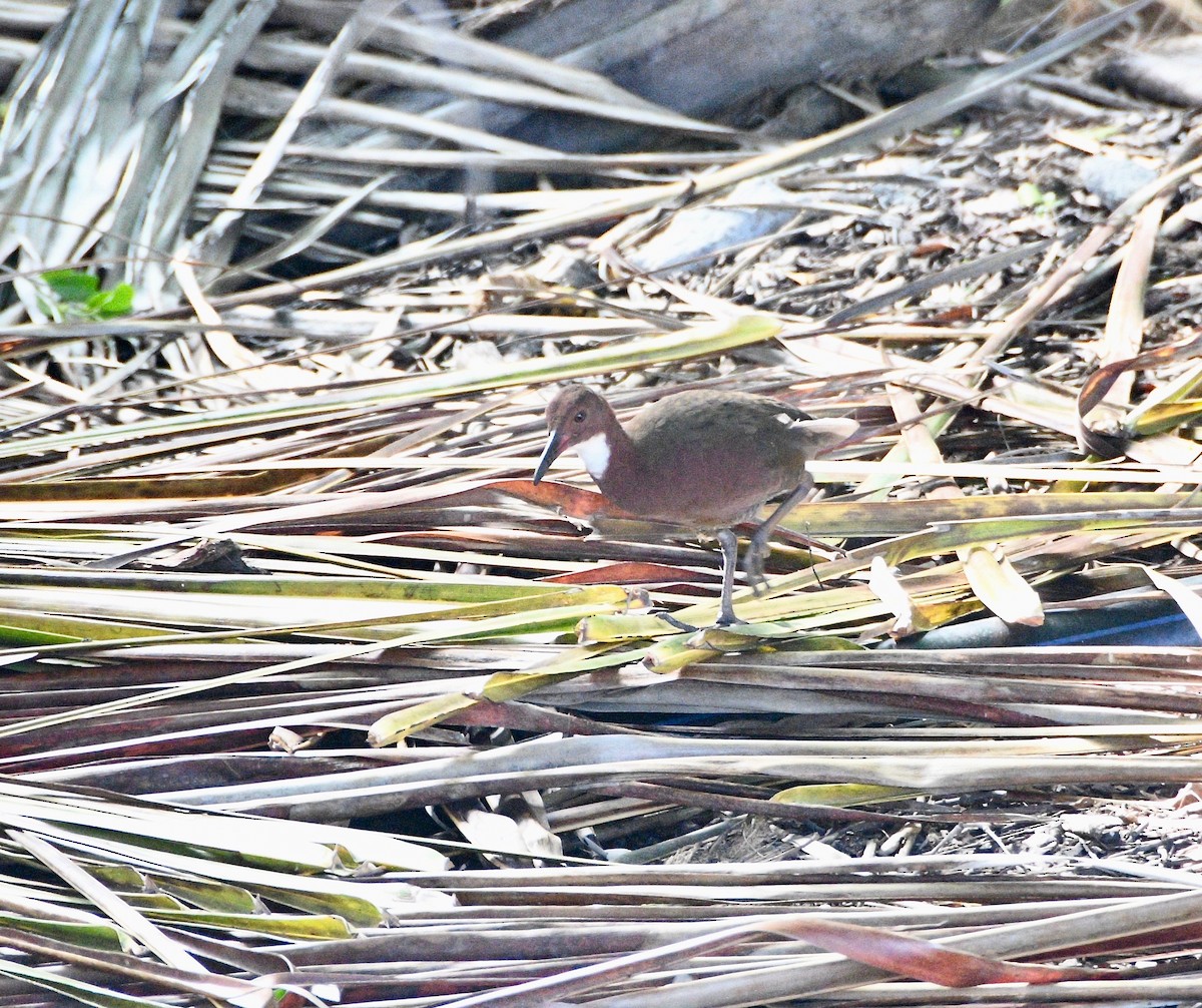 White-throated Rail - ML576599481