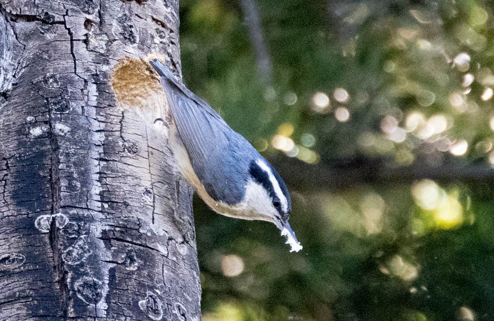 Red-breasted Nuthatch - ML576602031
