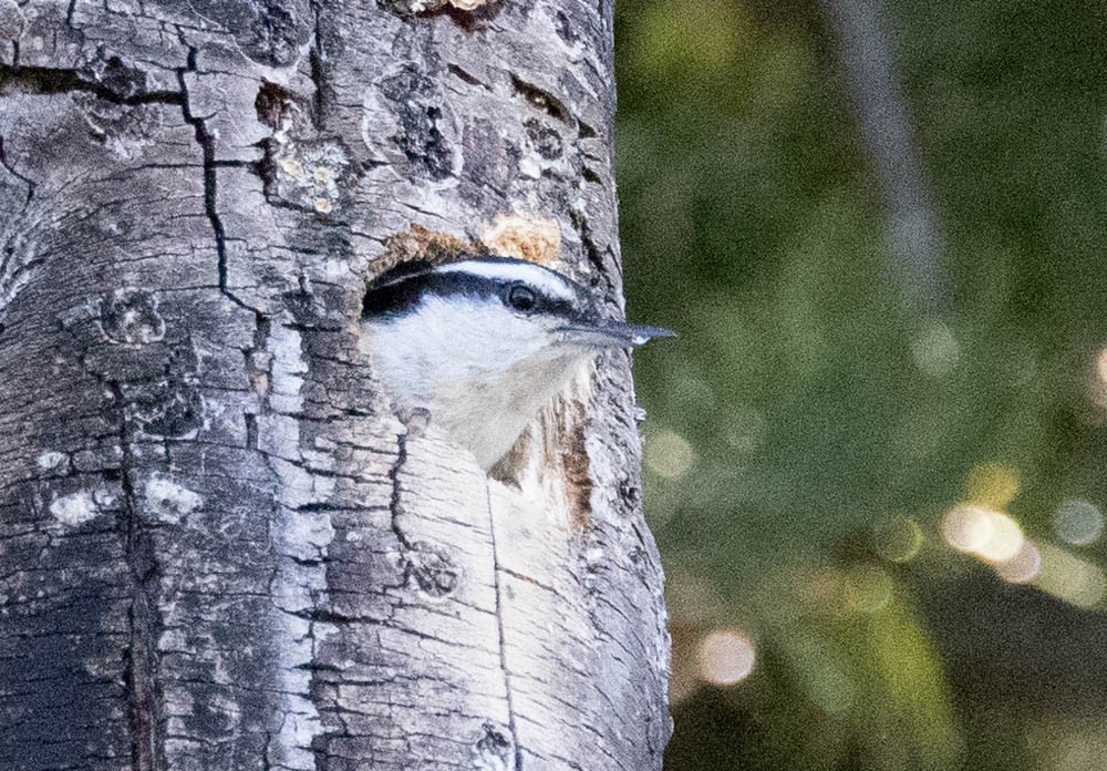 Red-breasted Nuthatch - ML576602041