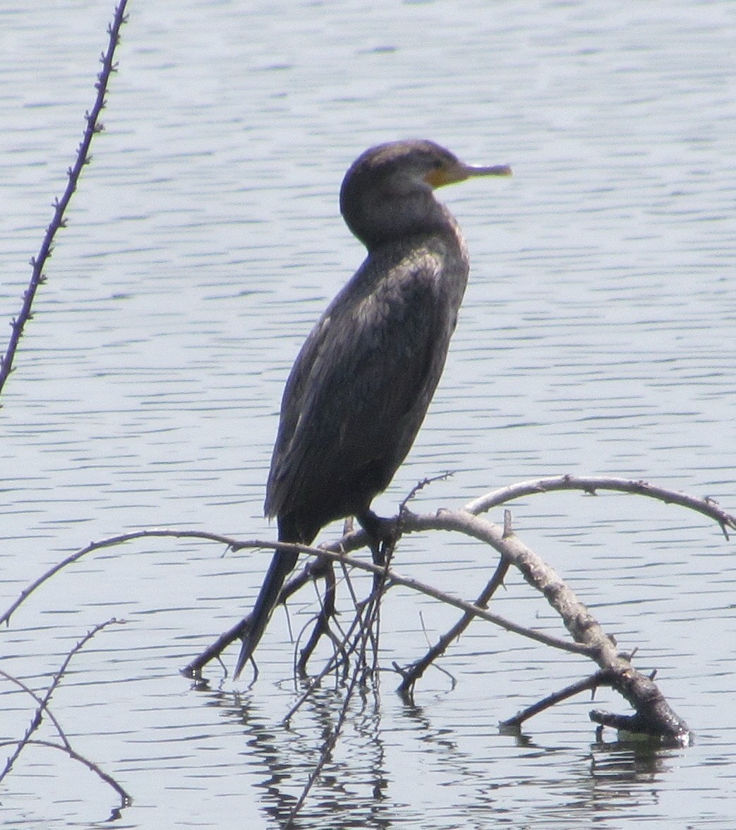 Neotropic Cormorant - ML576602401