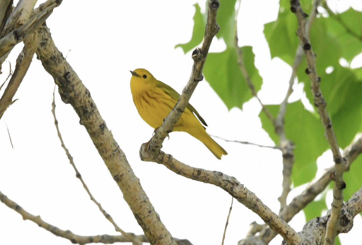 Yellow Warbler - ML576602481