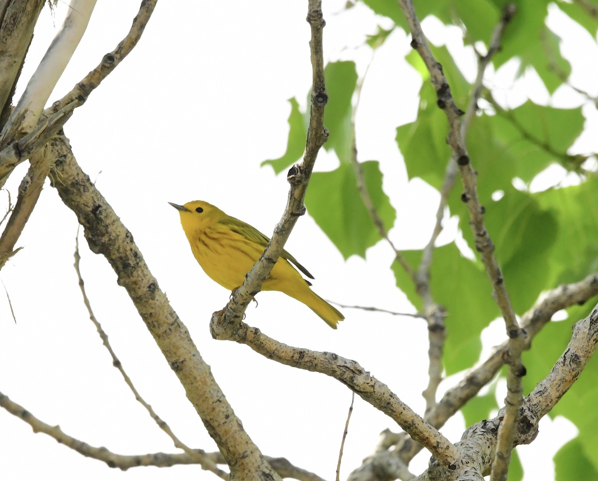 Yellow Warbler - ML576602491