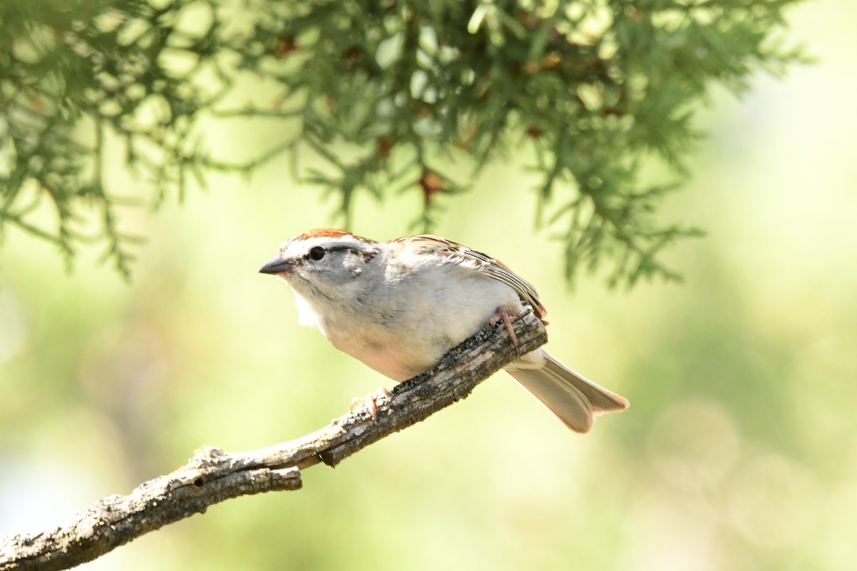 Chipping Sparrow - ML576602701