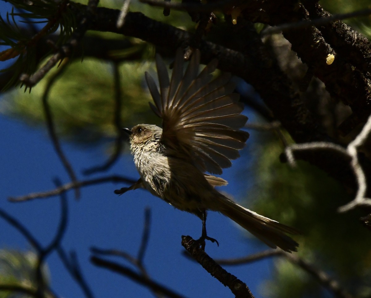 Bushtit - ML576602901