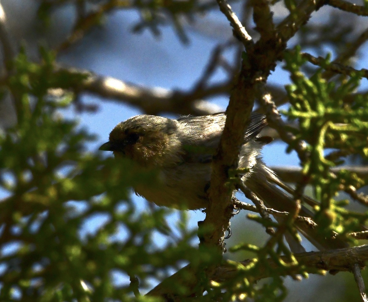 Bushtit - ML576602911