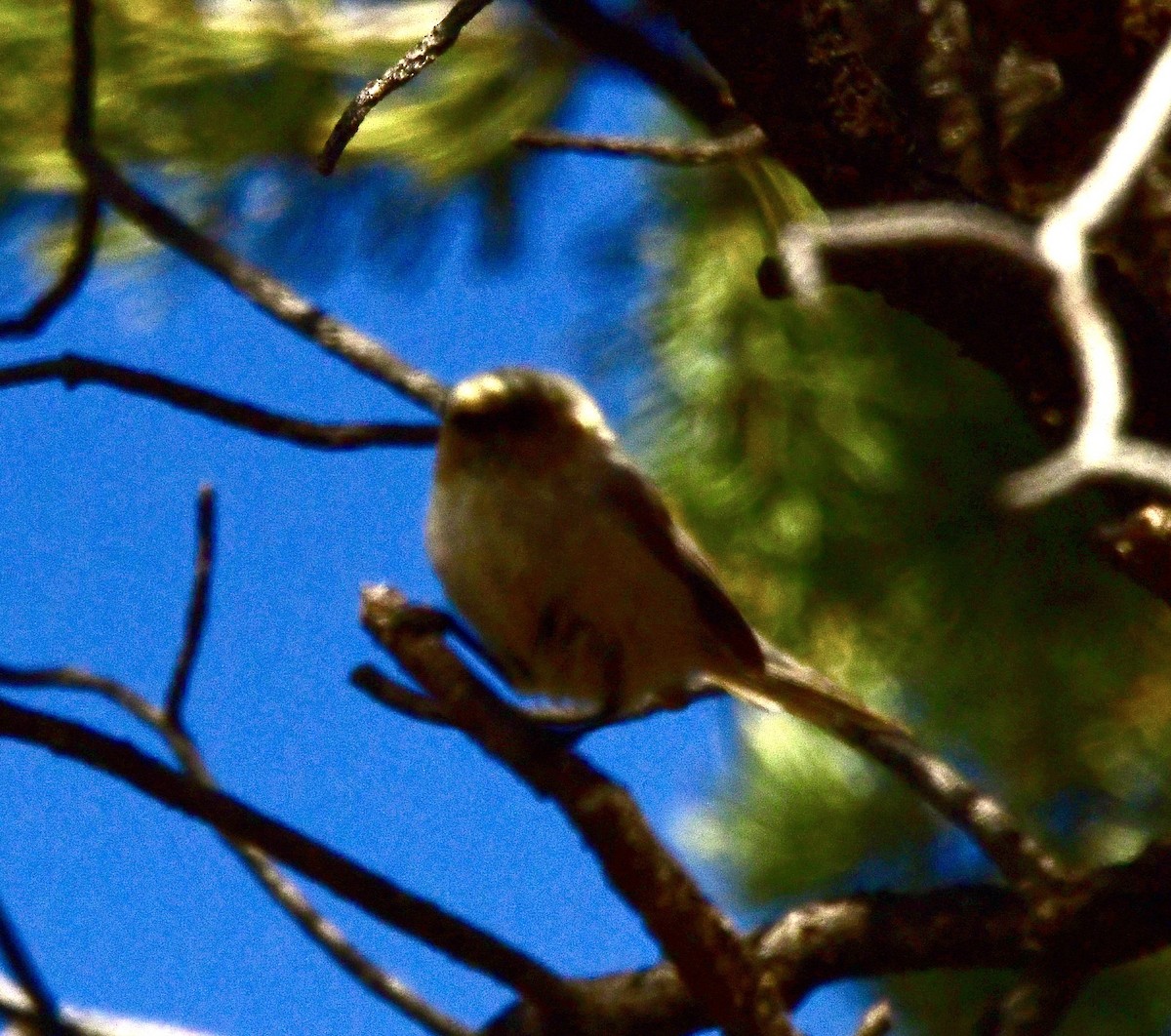 Bushtit - ML576602921