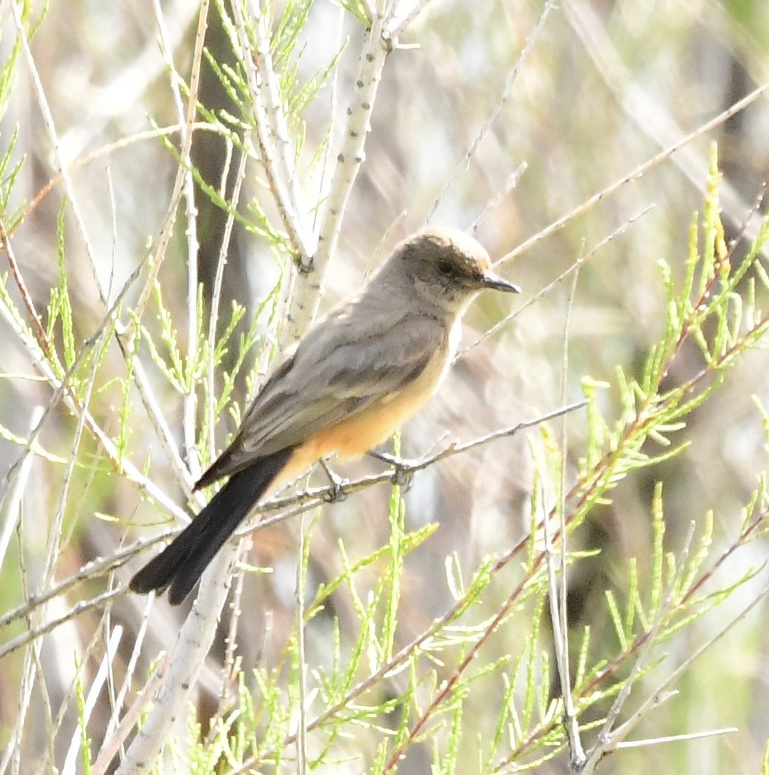 new world flycatcher sp. - ML576603111