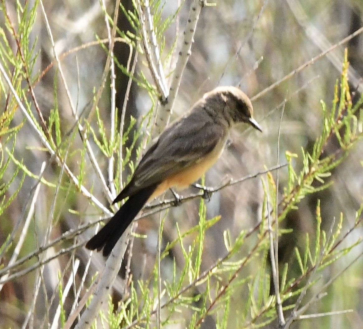 new world flycatcher sp. - ML576603141