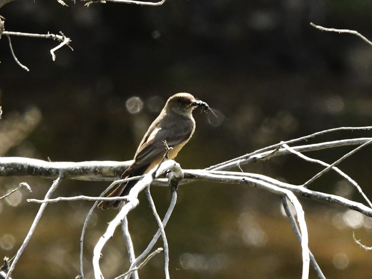 new world flycatcher sp. - ML576603151