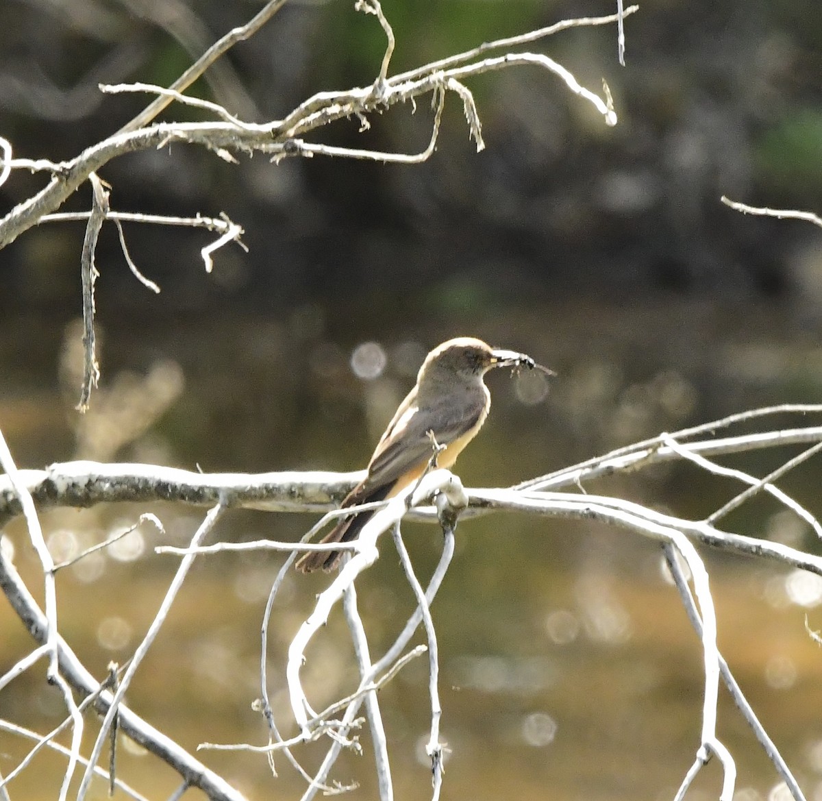 new world flycatcher sp. - ML576603161