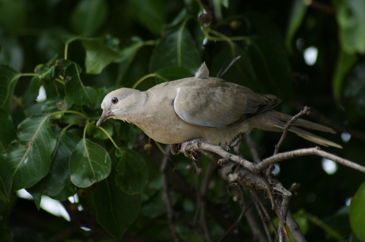 Eurasian Collared-Dove - B E