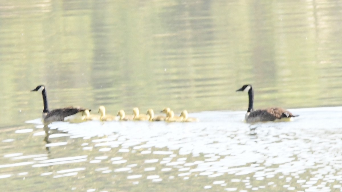 Canada Goose - ML576603541